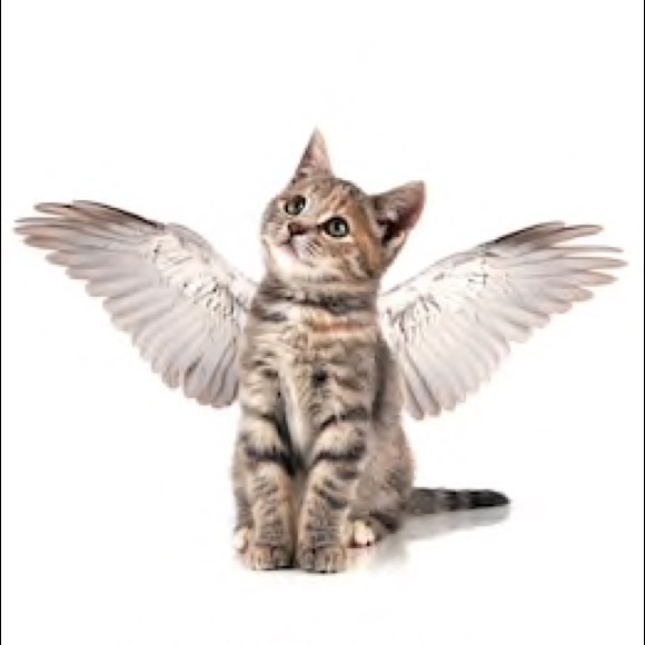 Meet your Posher 😻 - Picture 2 of 2